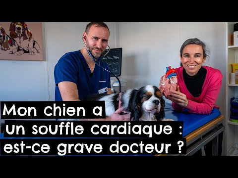 Vidéo: Une canine avec un souffle cardiaque systolique