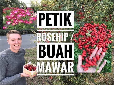 Video: Cara Menanam Mawar Di Rosehip