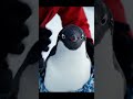 This Poor Penguin Was Crying in Pain! Heartbreaking Rescue 🐧💔 । Penguin Suffered! । Rescue Mission.