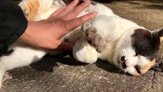 Japanese calico cat opens and closes its hands.