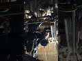 Ducks being force-fed at an 'ethical' foie gras farm