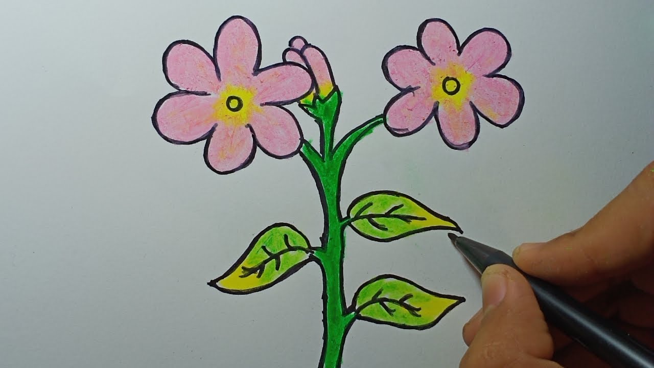  cara menggambar bunga melati  yang mudah YouTube