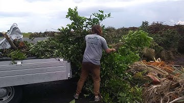 Unloading brush at Pinellas Co site