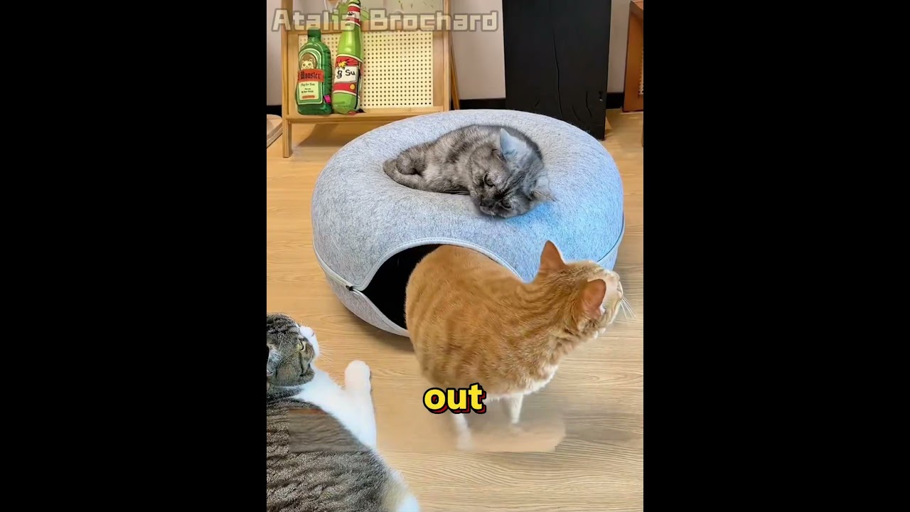 Mom Got the Cats a New Bed, and They Can't Stop Playing! 😂🐱🛏️ #shorts #funny #comedy