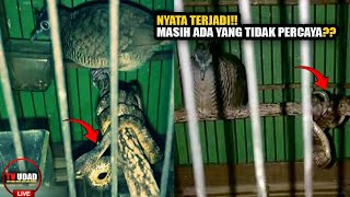 Bukti Nyata Dua Burung Perkutut Berubah Jadi Ular di Hari Tertentu!! Satunya Masih Berwujud Tetap...