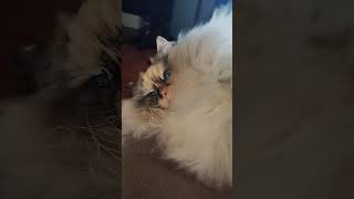 Is your cat that fluffy? Ragdoll cat Leda 💜 #cat #shorts #ragdollcat #eyes