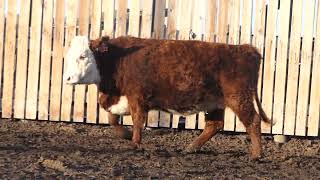 Heifer U 32J