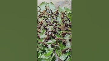 4,3kg sâm ngọc linh rừng vừa xuống núi sâm già bao chất lượng. Giá 30tr/1kg #sâm_ngọc_linh_rừng