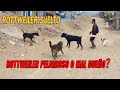 Paseando perro rottweiler - Encuentro de rottweiler con perros de la calle