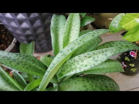 Silver squill or leopard lily succulents