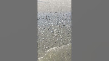 Sea Shells
