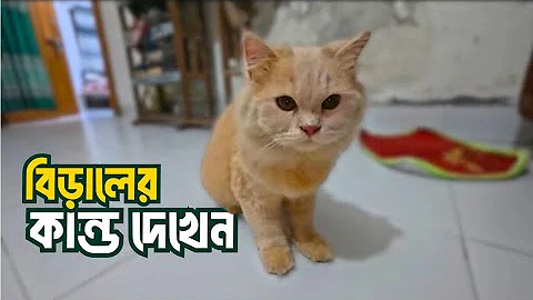 Video 11752691: persian cat eating food, persian cat exploring, cute persian cat