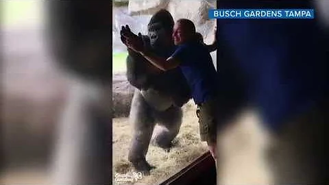 Bolingo the gorilla 'mimics' its animal care speci...