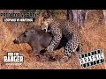 Leopard Vs Warthog Battle | Struggle For Life (Full Sighting)