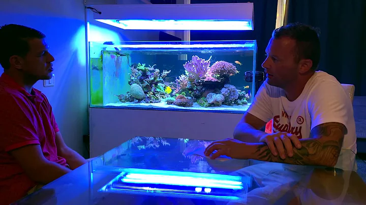 Louis Reef Tank   Just Amazing!