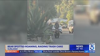 Black bear chows down on garbage in San Fernando Valley neighborhood