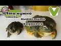 Чем кормить и как содержать малыша водоноса?