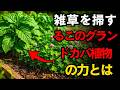 おがくずもワラも、もういらない土を自分で覆い、そのまま天然の肥料になる“2つの植物”の秘密。| 空海の教え
