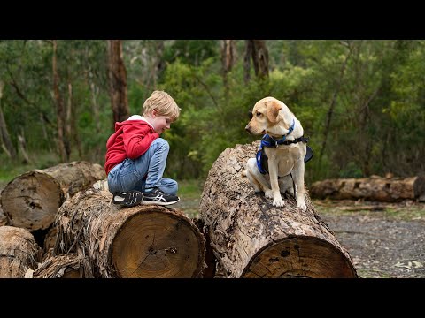 how-claudia-the-autism-assistance-dog-came-to-the-rescue.