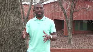Landscape Management's Proper Mulch Placement