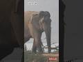 BIG WILD ELEPHANTS #elephant #wildlife #animallife #shorts #viral #animals #foryou #travel #safari 🐘