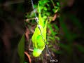 our parrot ❤️#youtubeshorts #viralshorts #trendingshorts #vairalvideo #shortvideos #dslrcamera