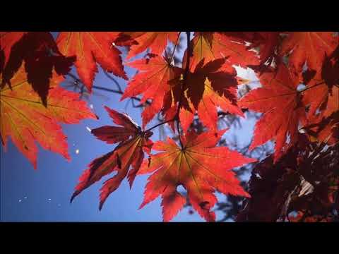 Футаж 🍁Кленовая осень