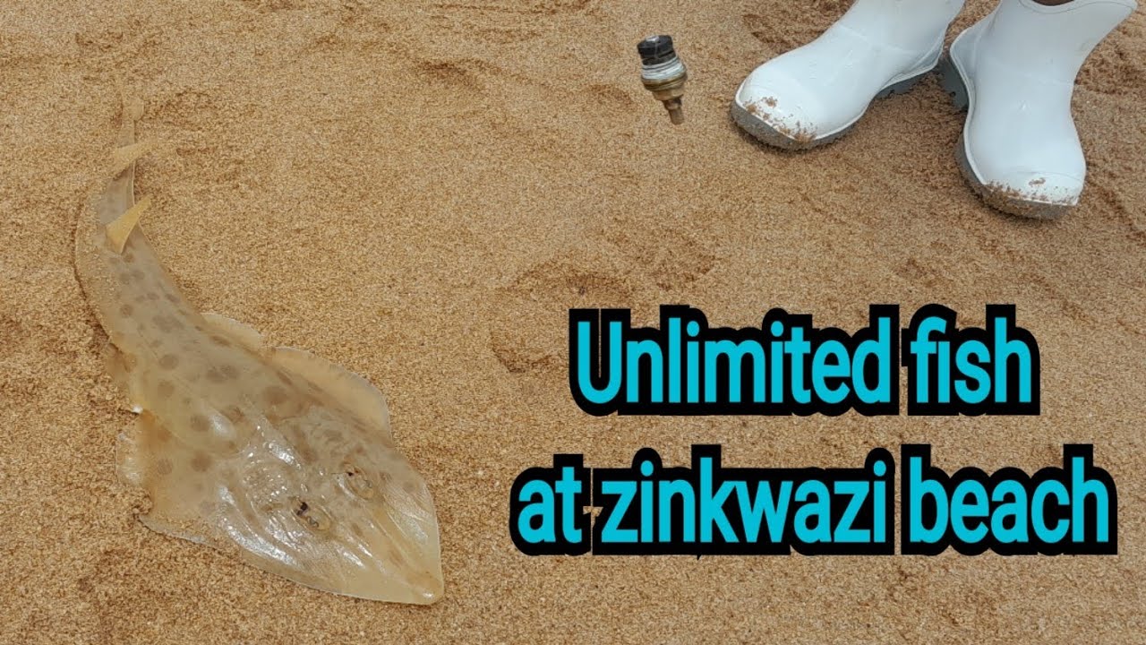 The fish wasn't stopping. A great fishing trip to zinkwazi beach. 