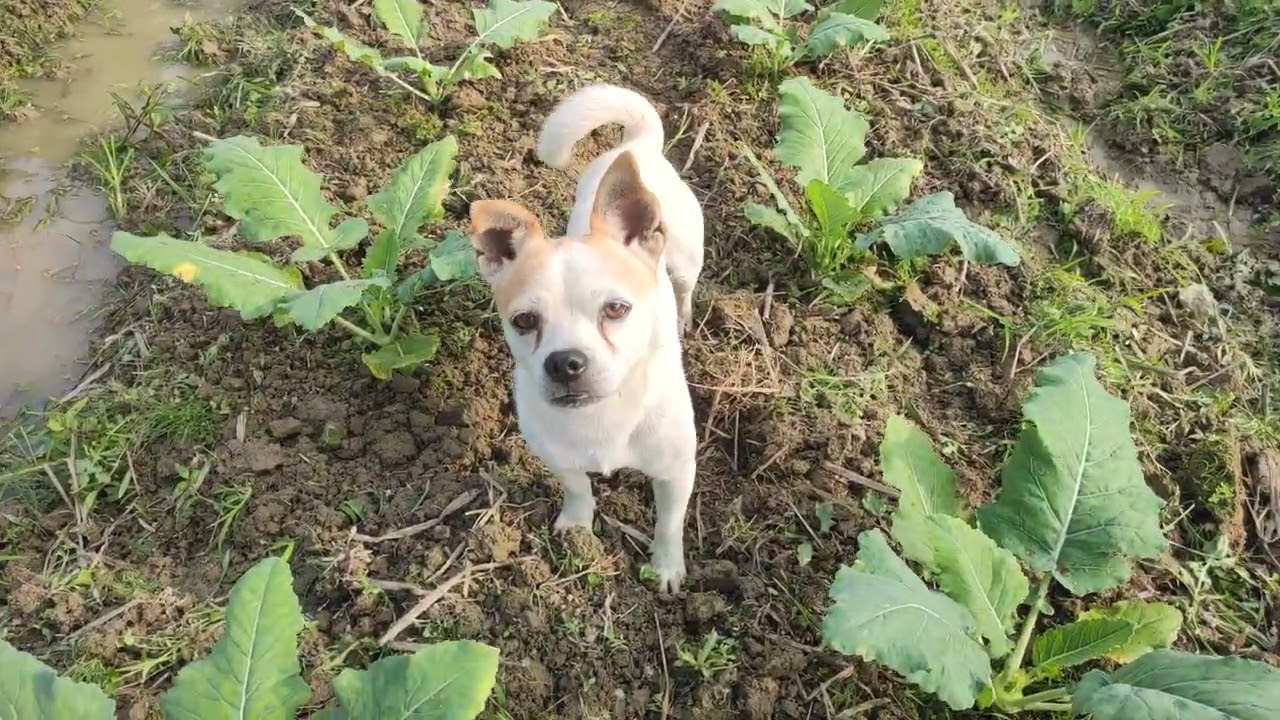 GIỐNG SU HÀO K8000