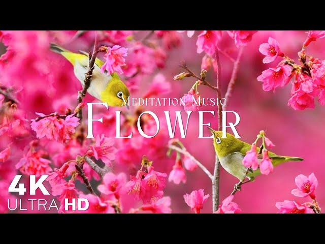 Flowers 4K Nature Relaxation Film | Meditation Relaxing Music class=