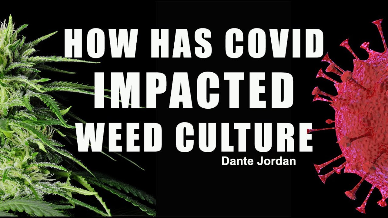 HOW HAS COVID IMPACTED WEED CULTURE | BLUNTZ