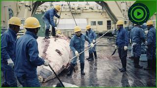Pirates or Heroes? The Violent Fight for the Humpback