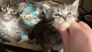 4 week old Maine Coon Kittens Korra's Babies