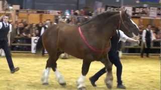 Le concours du Cheval Breton au Salon International de l'Agriculture à Paris