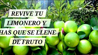 COSECHA MUCHOS LIMONES Y REVIVE TUS LIMONEROS ENFERMO   SIGUIENDO ESTOS PASOS 