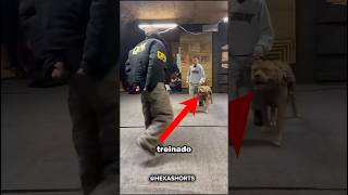 Exercito treinando CACHORRO #shortsfeed #curiosidades