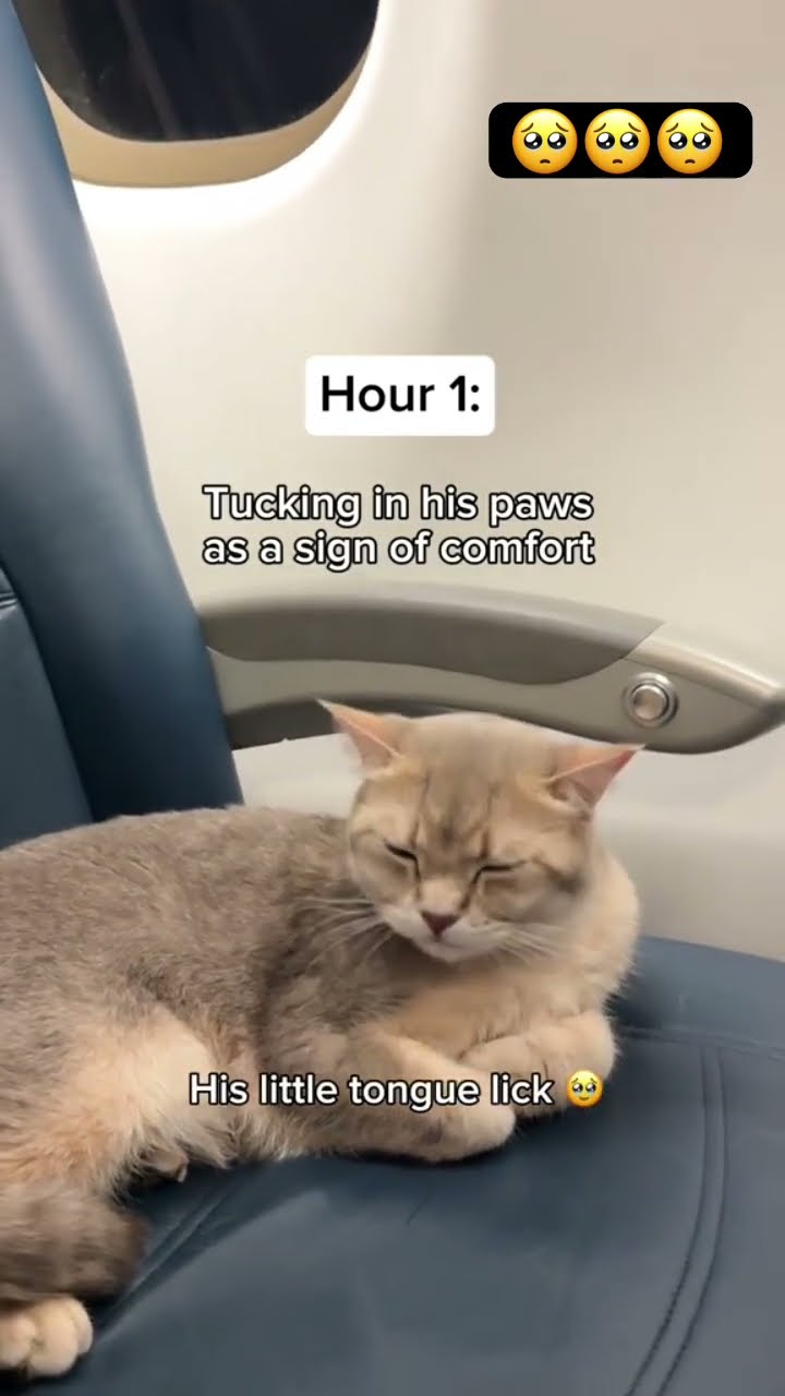 Kittyo like knocked out on the private jet bro living like lil Wayne
