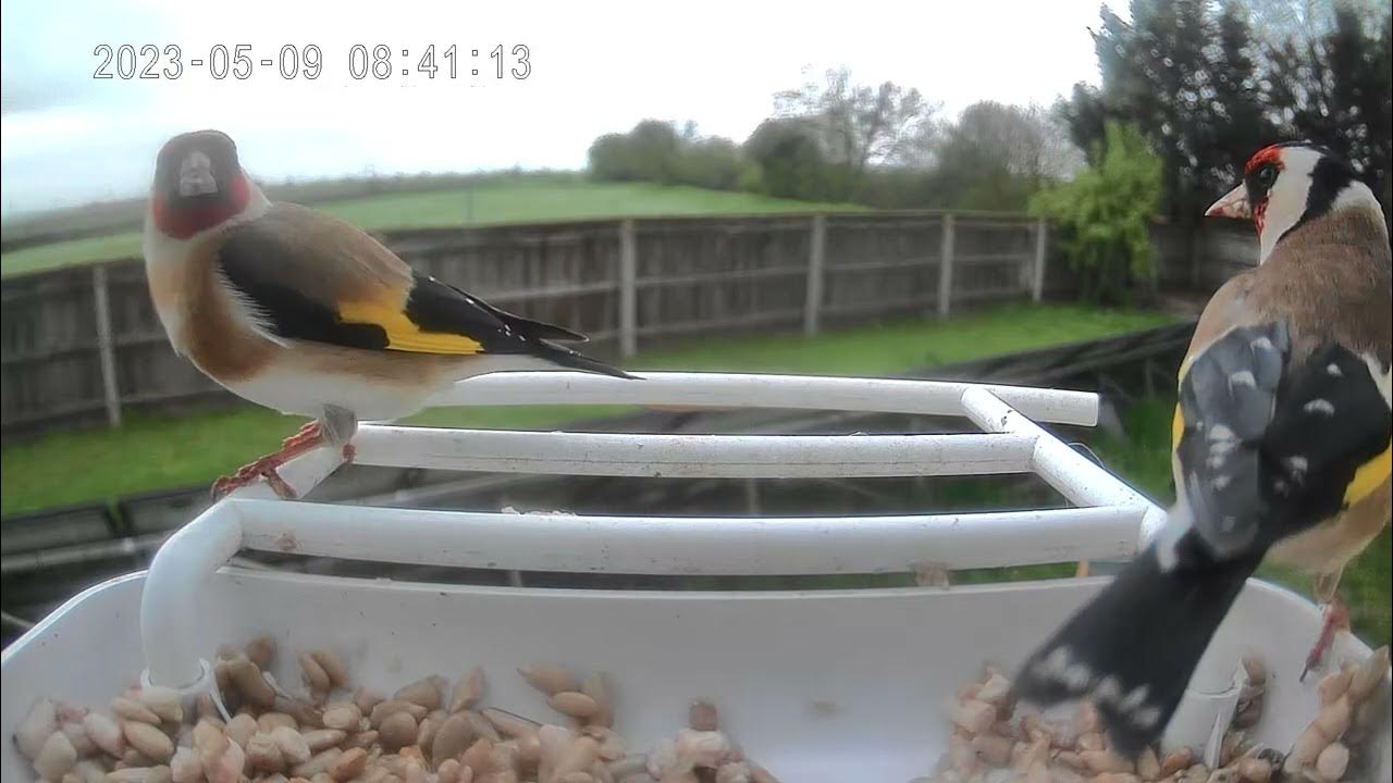 Golden Finches. - YouTube