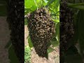 Bees Figured Out How to Lie Millions of Years Before Humans 🐝