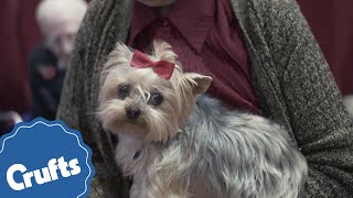 Yorkshire Terrier | Crufts Breed Information