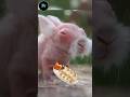 Animals look without hairs | How Animals look without hairs.?