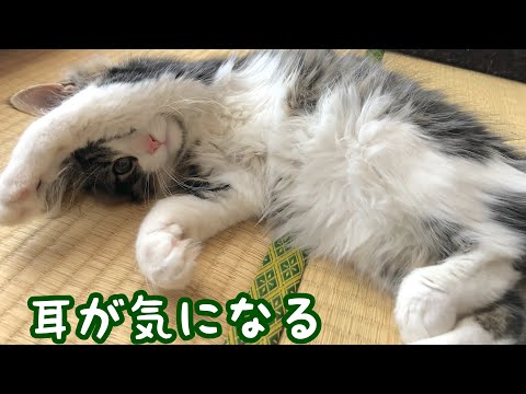 【トンキニーズ】兄猫の耳が気になって怒られる子猫【ノルウェージャンフォレストキャット】