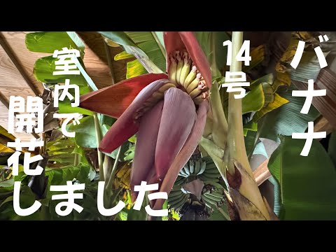 令和6年12月4日14号バナナ開花しました 鉢植え ドワーフナムワ
