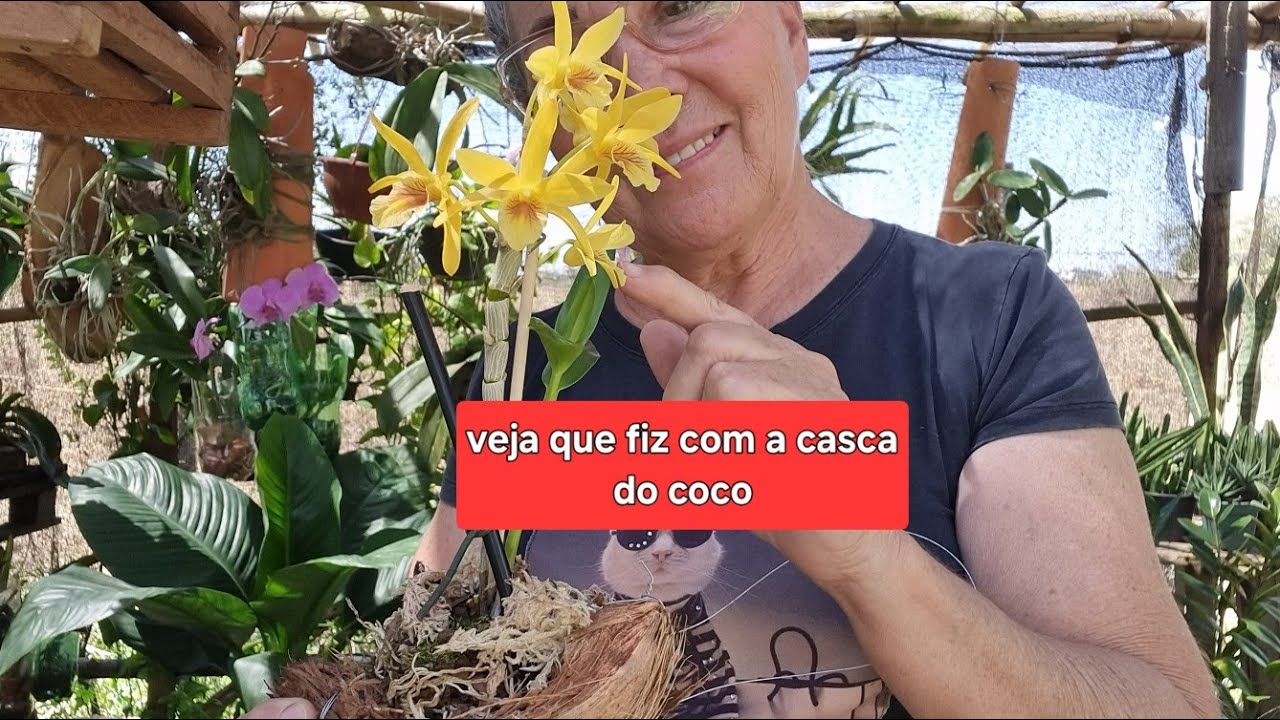 Casca do coco para mini orquidea 