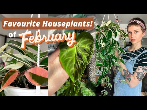 Favourite Houseplants (&