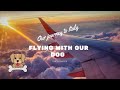 MOVING TO ITALY part 2 Flying with our Dog (All you need to know)