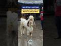 भारत की नंबर 1 बकरी नस्ल Jamnapari Hansa #hansa #jamnaparigoat #goat #goatfarming #trending #shorts