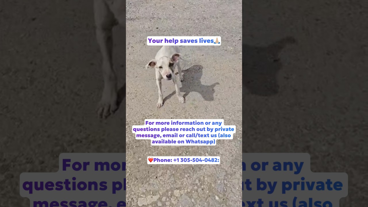 #helpfordogs