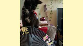 Curious  Remy and folding fan  扇子が…