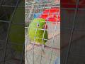 Tote ki Sundar awaaz #cute #parrot #bird